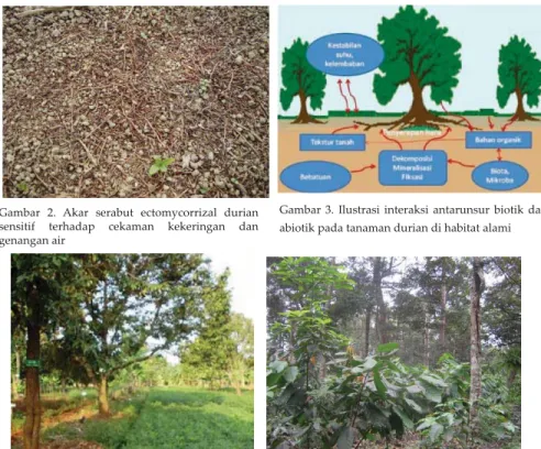 Gambar 2. Akar serabut ectomycorrizal durian  sensitif terhadap cekaman kekeringan dan  genangan air