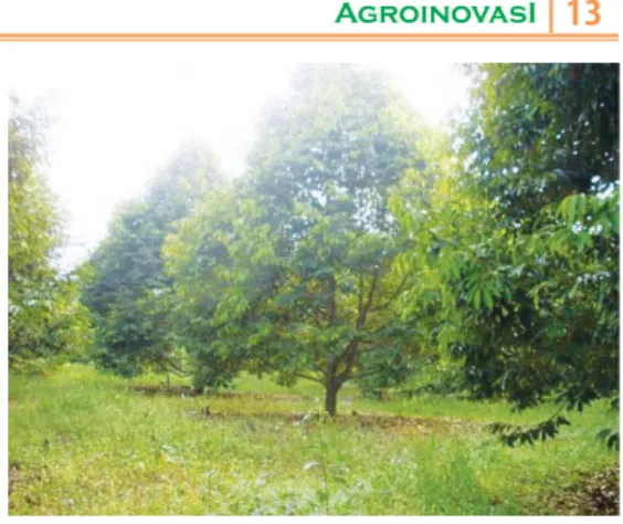 Gambar 5. Rumput gulma yang tumbuh di bawah pohon  durian berperan positif dalam konservasi agro-ekosistem