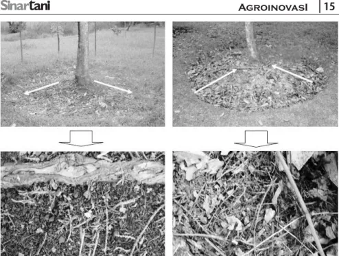 Gambar 6. Perbandingan kondisi perakaran durian akibat penyiangan berlebihan di daerah bawah tajuk  (kiri) dan pemberian mulsa serasah (kanan)