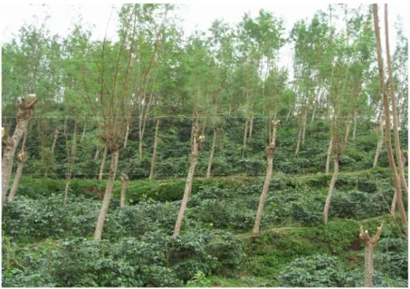 Gambar 13. Teras kebun. 