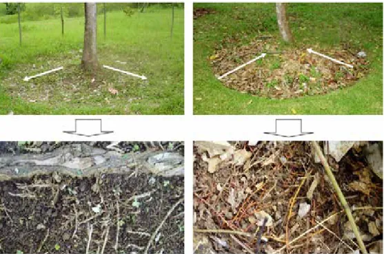 Gambar 6.   Perbandingan kondisi perakaran durian akibat penyiangan berlebihan di daerah bawah  tajuk (kiri) dan pemberian mulsa serasah (kanan)