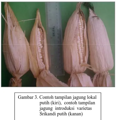 Gambar 3. Contoh tampilan jagung lokal                     putih (kiri),  contoh tampilan                    jagung  introduksi  varietas                    Srikandi putih (kanan) 