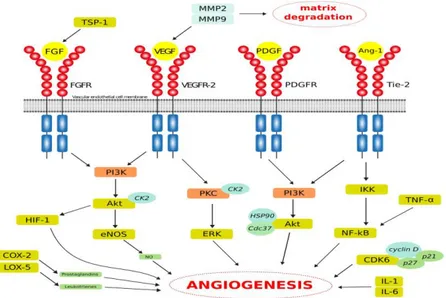 Gambar  2.4.  Jalur  molekuler  utama  angiogenesis  (Wilson,  LaBonte  dan  Lenz,  2013) 