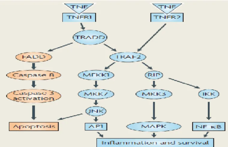 Gambar 2.9. Peran ganda TNF dalam karsinogenesis (Balkwill, 2009) 