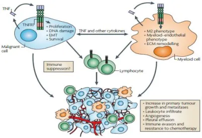 Gambar 2.10. Peranan TNF dalam karsinogenesis (Balkwill, 2009) 