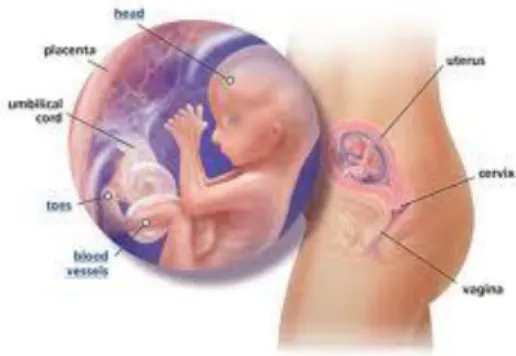 Gambar 5 : uterus saat hamil 