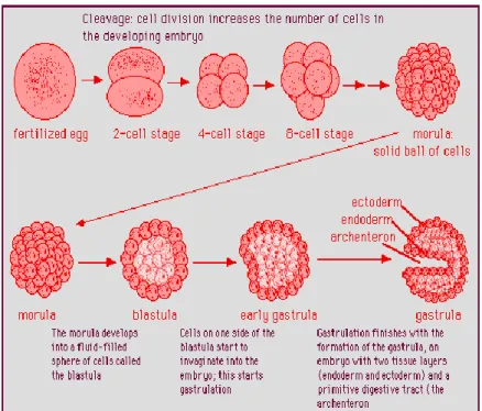 Gambar 2. Proses fertilisasi 