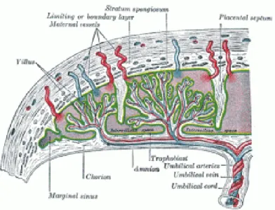 Gambar 5. Struktur plasenta 