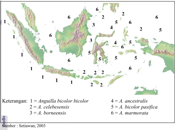 Gambar 5 Distribusi spesies sidat di perairan Indonesia 