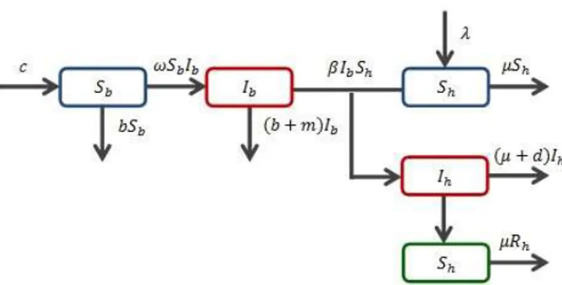 Gambar 3.1 Diagram kompartemen model penyebaran penyakit flu burung 