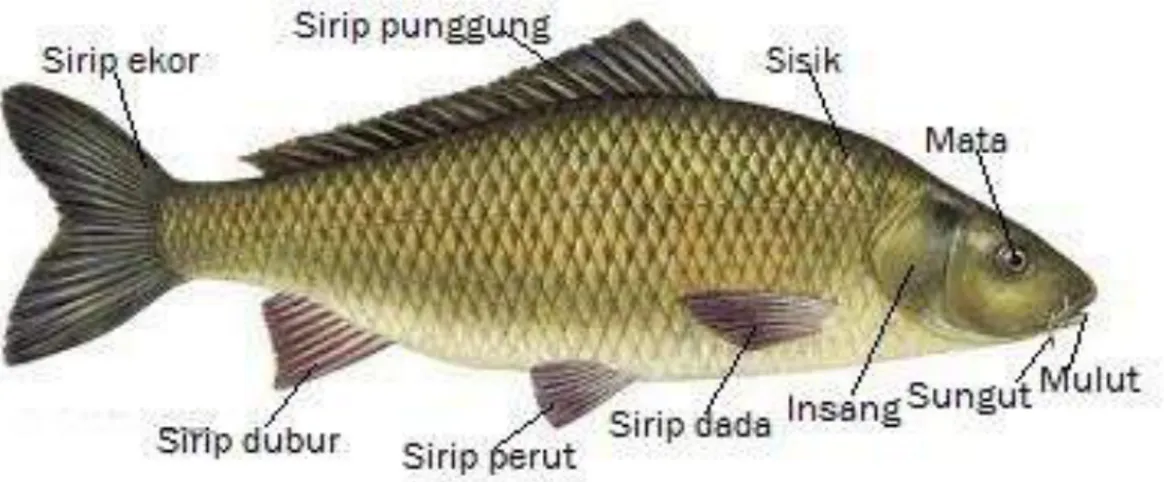 Gambar 2.1 Morfologi ikan mas Cyprinus carpio L. (Santoso, 1993) 