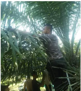 Gambar 3.12. Titik Pengukuran Pelepah T2 