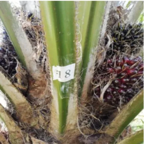 Gambar 3.9 Sampel Nomor  Pohon 