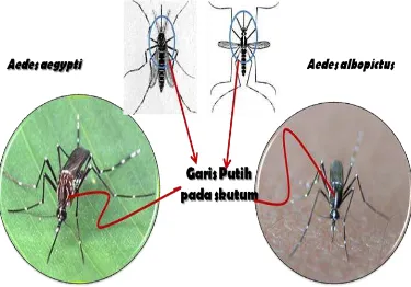 Gambar 2.1 Morfologi Aedes aegypti dan Aedes albopictus 