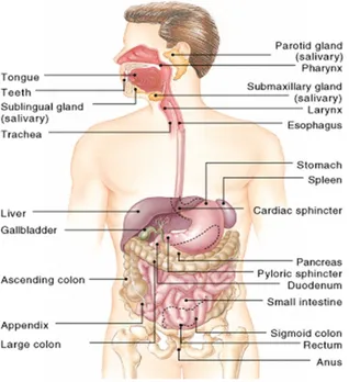 Gambar 1. Anatomi Sistem  Pencernaan Manusia 