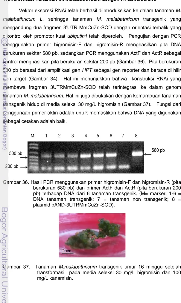 Gambar 36. Hasil PCR menggunakan primer higromisin-F dan higromisin-R (pita  berukuran  580  pb)  dan  primer  ActF  dan  ActR  (pita  berukuran  200  pb)  terhadap  DNA  dari  6  tanaman  transgenik