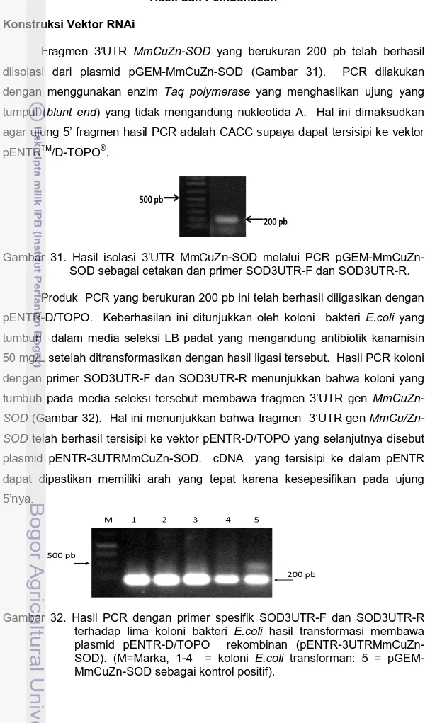 Gambar  31.  Hasil  isolasi  3’UTR  MmCuZn-SOD  melalui  PCR  pGEM-MmCuZn- pGEM-MmCuZn-SOD sebagai cetakan dan primer pGEM-MmCuZn-SOD3UTR-F dan pGEM-MmCuZn-SOD3UTR-R