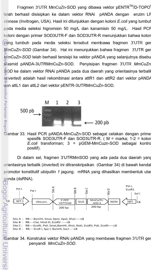 Gambar 33.  Hasil  PCR  pANDA-MmCuZn-SOD  sebagai  cetakan  dengan  primer  spesifik  SOD3UTR-F  dan  SOD3UTR-R