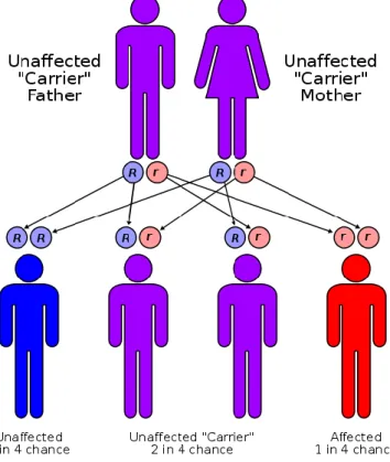 Gambar 7: Pola keturunan pada thallasemia mayor (homoxigot) 
