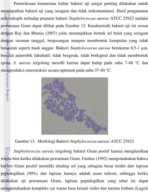 Gambar 13.  Morfologi Bakteri Staphylococcus aureus ATCC 25923 