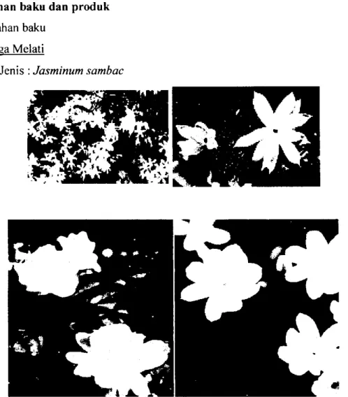 Gambar 1.1.  Bunga Melati 