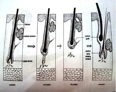 Gambar 2.3 Siklus pertumbuhan rambut (Djuanda, dkk.,  2005). 