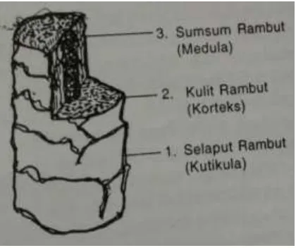 Gambar 2.1  Struktur batang rambut (Bariqina dan Ideawati, 2001). 