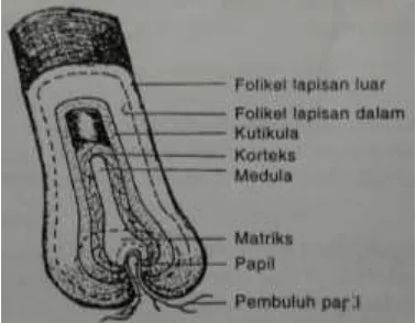 Gambar 2.2 Struktur akar rambut (Bariqina dan Ideawati, 2001)  