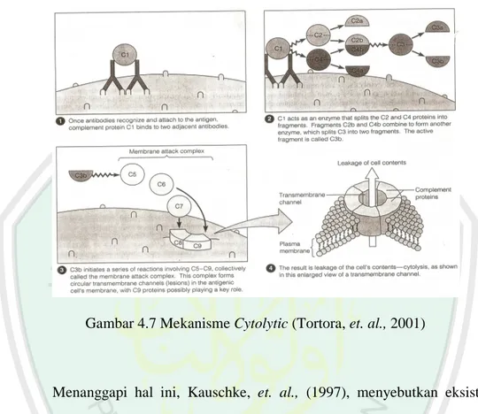 Gambar 4.7 Mekanisme Cytolytic (Tortora, et. al., 2001) 