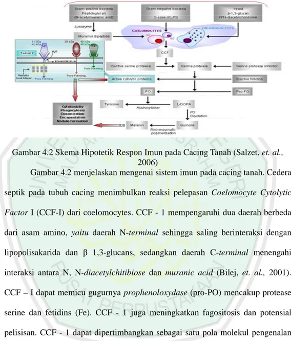 Gambar 4.2 menjelaskan mengenai sistem imun pada cacing tanah. Cedera  septik  pada  tubuh  cacing  menimbulkan  reaksi  pelepasan  Coelomocyte  Cytolytic  Factor I (CCF-I) dari coelomocytes