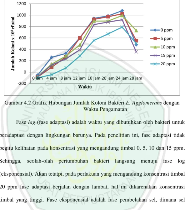 Gambar 4.2 Grafik Hubungan Jumlah Koloni Bakteri E. Agglomerans dengan     Waktu Pengamatan 