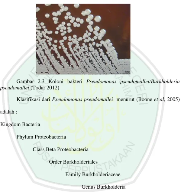 Gambar  2.3  Koloni  bakteri  Pseudomonas  pseudomallei/Burkholderia  pseudomallei (Todar 2012) 