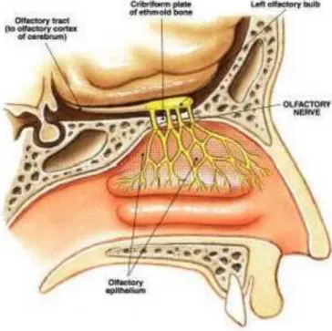 Gambar 8. Anatomi Hidung (Wasida, 2010)