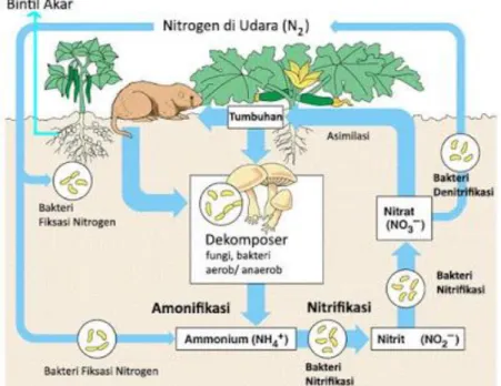 Gambar Siklus Nitrogen 
