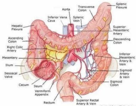 Gambar 1.1 Anatomi usus besar