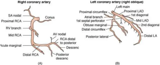Gambar 2.3. Anatomi arteri koroner. (A) Arteri koroner kanan, (B) Arteri koroner kiri  (Kern, 2011)