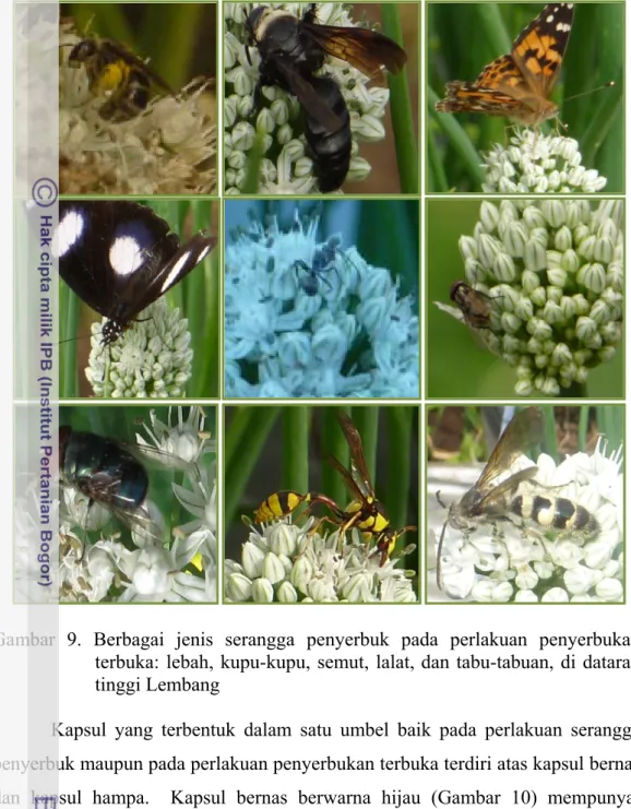 Gambar 9. Berbagai jenis serangga penyerbuk pada perlakuan penyerbukan  terbuka: lebah, kupu-kupu, semut, lalat, dan tabu-tabuan, di dataran  tinggi Lembang 