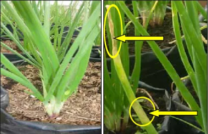 Gambar 1. Tanaman yang sehat sebelum terserang penyakit antraknos pada 14 HST (kiri), tanaman yang  terserang penyakit antraknos pada 40 HST (kanan) [Healthy plant before attracted antrachnose  disease at 14 DAP (left), antrachnose diseased plant at 40 DAP