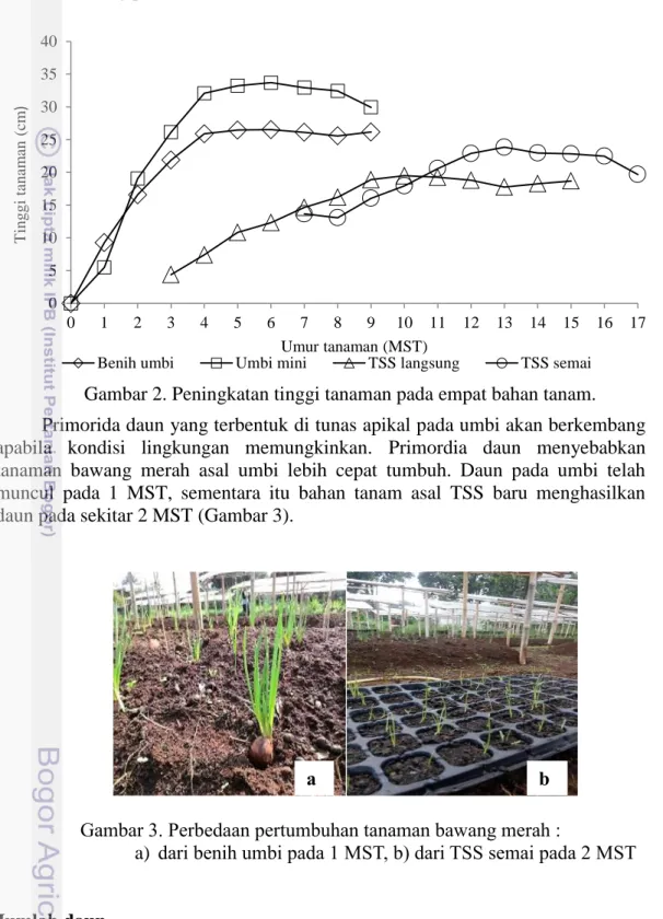 Gambar 3. Perbedaan pertumbuhan tanaman bawang merah :  