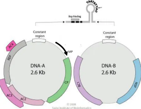 Gambar 2.2. Organisasi genom DNA-A dan DNA-B Begomovirus 