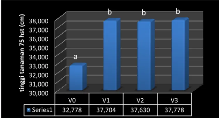 Gambar  1  Pengaruh  vernalisasi  terhadap  tinggi  tanaman  umur  24,  48,  dan  75  hst  Keterangan : Angka-angka yang diikuti  oleh  hurup  yang  sama  pada  gambar  di  atas, menunjukkan pengaruh yang tidak  nyata  pada  taraf  uji  BNJ  0,5%  dan  V0: