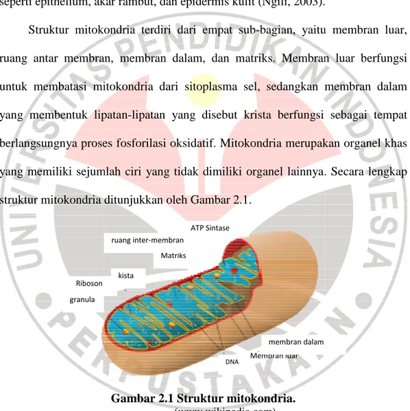 Gambar 2.1 Struktur mitokondria.  (www.wikipedia.com) 