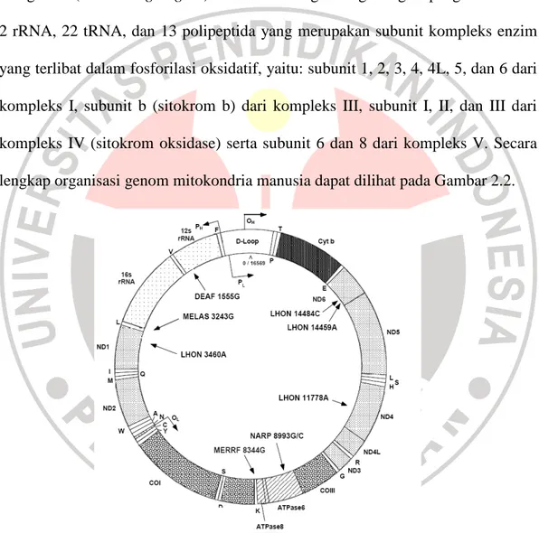Gambar  2.2.    Organisasi  genom  mitokondria  manusia.  Gambar  tersebut  memperlihatkan dua rantai mtDNA dengan gen yang mengkode: 12 S  rNRA  dan  16S  Rrna,  22  tRNA,  protein  (CO:  subunit  sitokrom  c  oksidase;  B  cyt:  sitokrom  b;  ND:  subuni