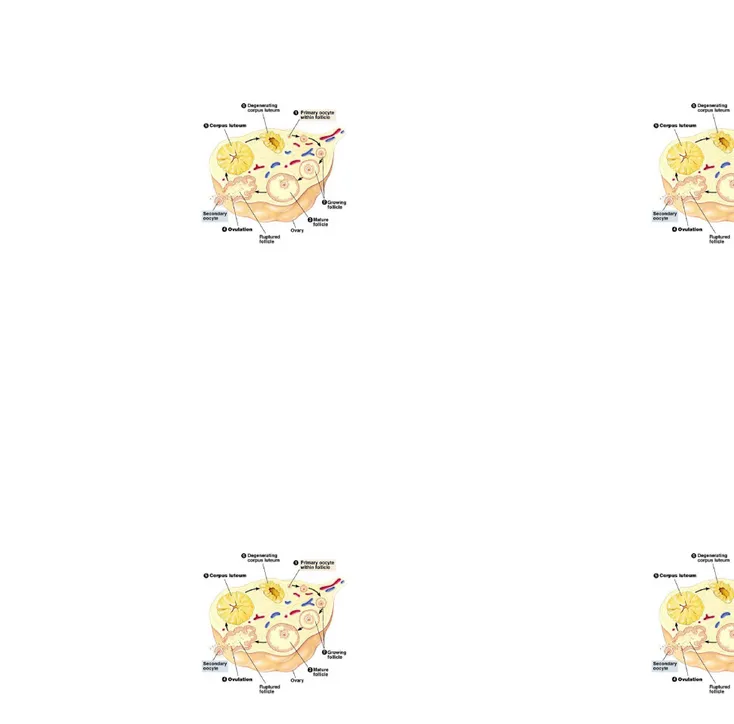 Gambar 2.1. Siklus folikel pada ovarium