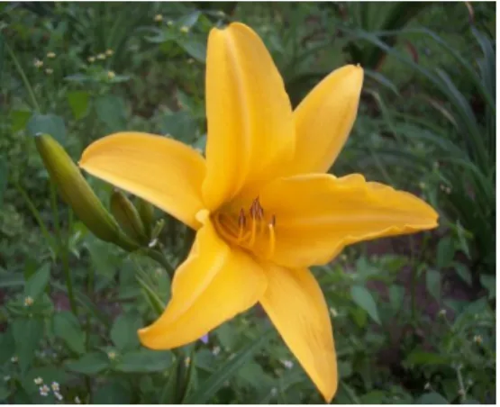 Gambar 1. Hemerocallis fulva L.  