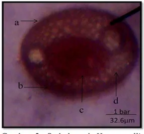 Gambar  2.  Serbuk  sari  Hemerocallis  fulva  L.  Perbesaran:  306.6X  Keterangan  :  a