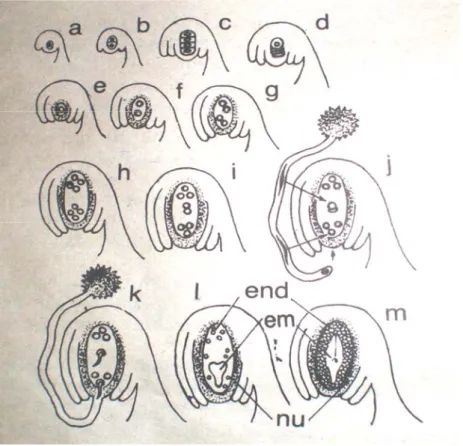 Gambar 2. Proses Pembuahan pada Spesies Tanaman Angiospermae; a) Sel Induk  Kandung Embrio Berisi Satu Inti, b) Pembelahan 1x Menghasilkan  Dua Inti, c) Pembelahan 2x Menghasilkan 4 Inti, d) Tiga Inti Mati dan 