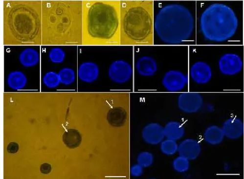 Gambar 4. Tahap perkembangan serbuk  sari. Pewarnaan mikrospora  dengan Fuchsin + Metilen-blue (A-D dan L) dan DAPI (E-K, M)