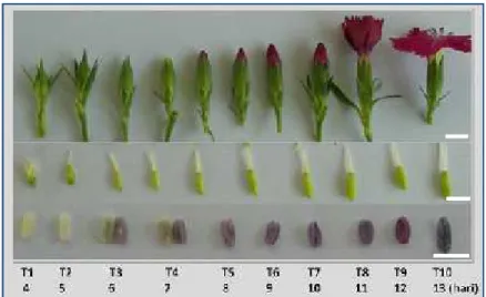 Gambar 3. Perkembangan  kuncup  bunga,  ovari  dan  antera Dianthus  chinensis Dchi-11