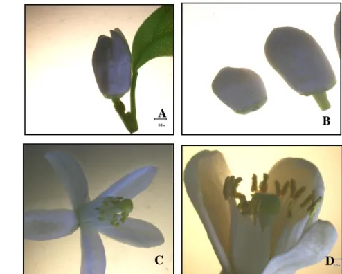 Gambar 3. Morfologi bunga: A. Jeruk keprok Garut; B. Keprok Batu 55; C. Jeruk         Siam; D